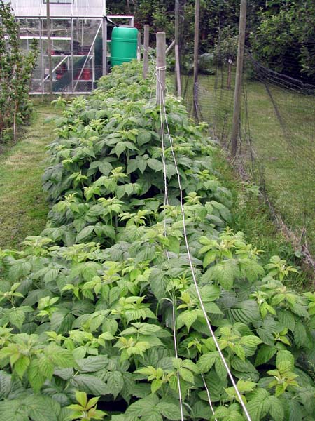 Autumn raspberries early June